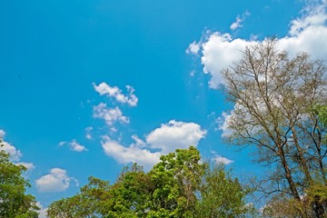 Fototapeta na wymiar trees branches with blue sky clouds - beautiful background, Copy space 