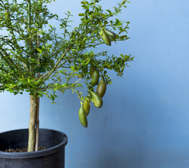 Australian Finger lime or Caviar Lime 