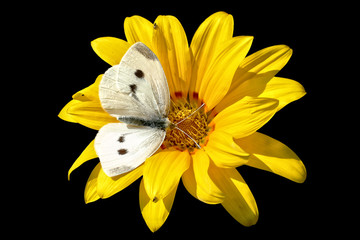 Fototapeta Biały motyl z rozłożonymi skrzydłami na żółtym kwiecie z czarnym tłem. Widok z góry obraz