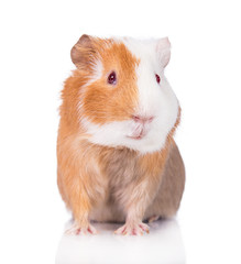 Guinea pig with red eyes isolated on white