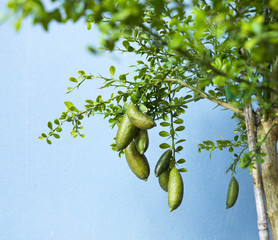 Australian Finger lime or Caviar Lime 