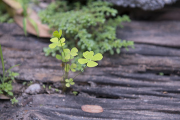 Sprout growth on the old wood