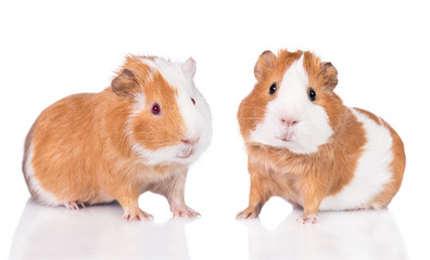 Two guinea pigs isolated on white