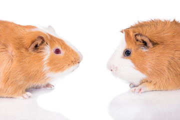 Two guinea pigs face to face isolated on white
