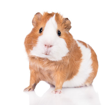 Adorable guinea pig  isolated on white background