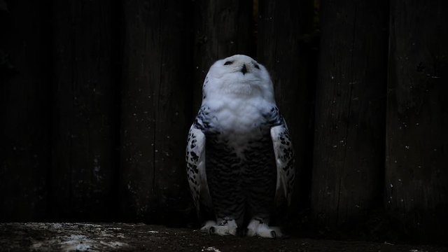 snowy owl - nyctea scandiaca