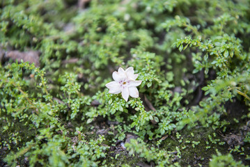 Beautiful spring grass with small flowers outdoors
