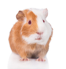 Guinea pig isolated on white
