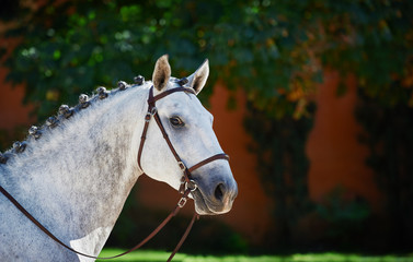 Portrait of a grey sport horse - 108138780