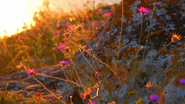 Small flowers shake in wind on sunset.