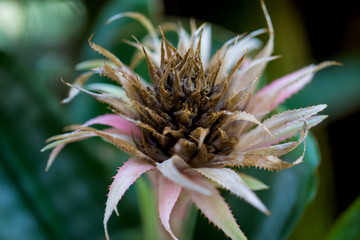 Spike Flower