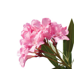 Pink flowers of oleander isolated  on white background.