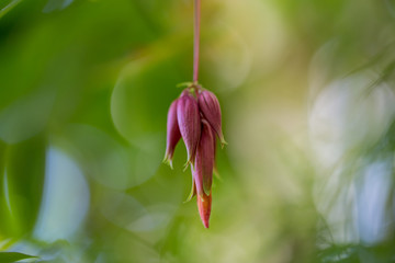 Pink Flower Bud