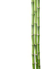 Three branches of bamboo isolated on white background.