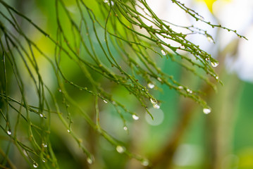 Water Drops on a Plant