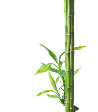 Branches of bamboo isolated on white background.