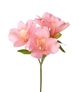 Pink flowers (Alstroemeria) isolated on white.