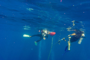 Obraz na płótnie Canvas Scuba Divers swimming over the live coral reef