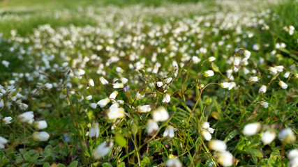 Green spring lawn. Freshly cut green grass with little white flowers. The perfect Eco-friendly Lawn.
