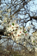 Cherry blossoming in spring.