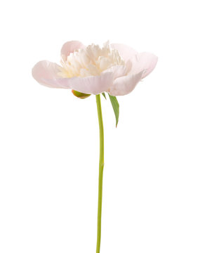Pale  pink peony isolated on white background.