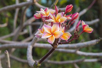 Red Plumeria or Frangipani flowers blooming in the garden
