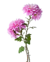 Two branches  with flowers of chrysanthemums isolated on white background.
