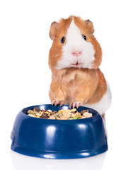 Funny guinea pig with a bowl of food isolated on white 