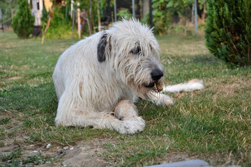 Lying Irish Wolfhound dog eats bone on the grass. The dog gnaws a bone in the garden on the lawn