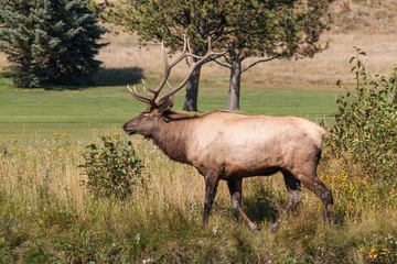Naklejka na ściany i meble Bull Elk During the Fall Rut