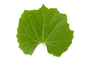 Fototapeta na wymiar Momordica young leaf on white