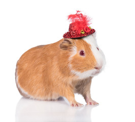 Adorable guinea pig dressed in a red hat isolated on white