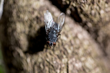 Fly on the Log