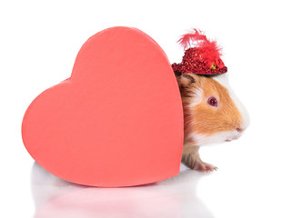 Funny guinea pig dressed in a hat hiding behind a heart shaped box  