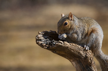 Squirrel