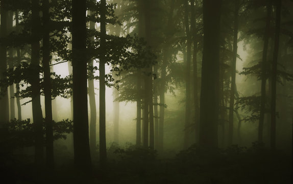 Fototapeta forest fog