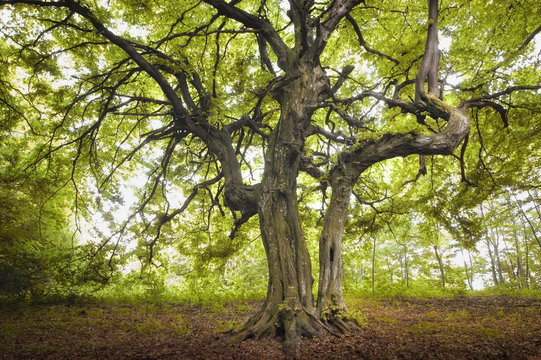 old tree in green forest