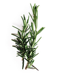 rosemary isolated on white background