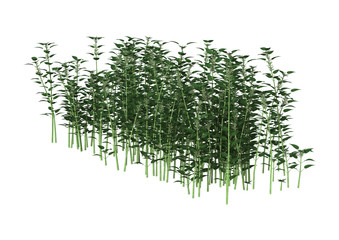 3D Illustration Urtica Dioica or Nettle on White