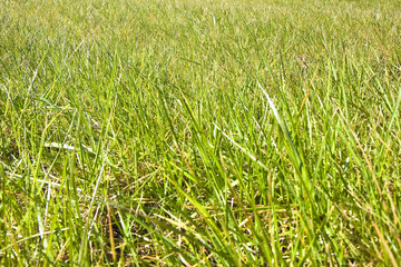 Green wild grass field background 
