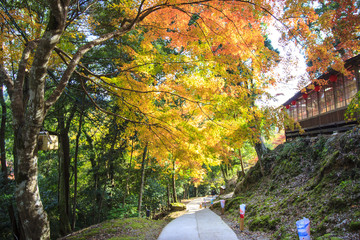 Kyoto, JAPAN - Nov 16, 2013: A pavilion at Jingo-ji, Japan. Jing