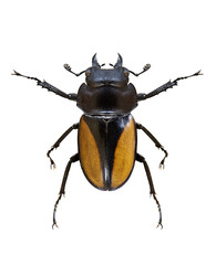 Insect