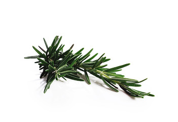 rosemary isolated on white background