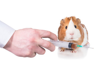 Guinea pig and injection isolated on white