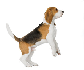 puppy Beagle on white background