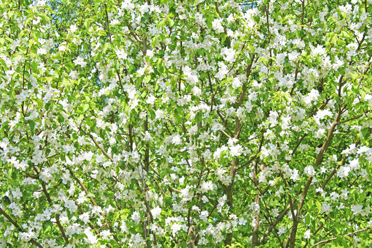 Wild pear-wood blossom tree
