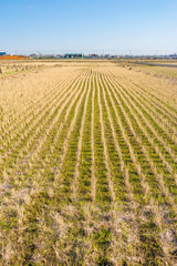 Agricultural crop residues nearby roadside in Japan. Materials left in an agricultural field after...