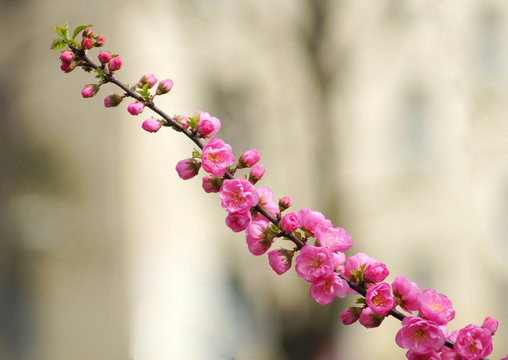 Prunus triloba called sakura