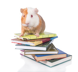 Guinea pig sitting on the books isolated on white