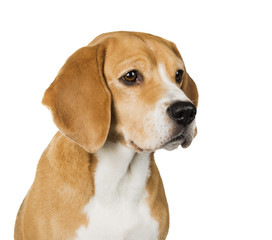 dog Beagle on a white background